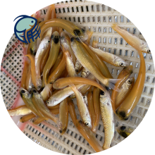 水產(chǎn)品草魚(yú)苗批發(fā)市場(chǎng)探秘 玉溪鯇魚(yú)與金絲草魚(yú)苗的農(nóng)副產(chǎn)品銷(xiāo)售新趨勢(shì)