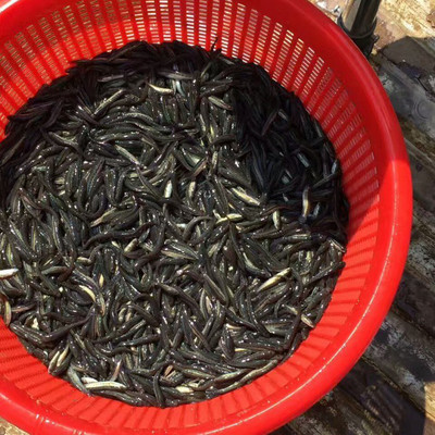 新余烏鱧魚(yú)苗優(yōu)選——明輝水產(chǎn)專(zhuān)業(yè)批發(fā)指南